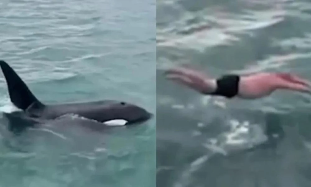 Νέα Ζηλανδία: Οργή έχει προκαλέσει βίντεο που κάνει το γύρο του διαδικτύου - Άμυαλος έπεσε πάνω σε φάλαινα
